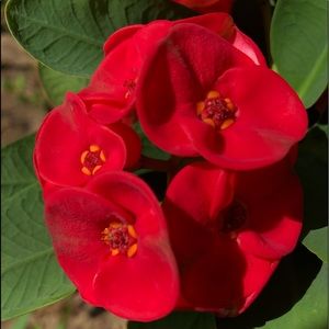 Meet your Posher, Victoria